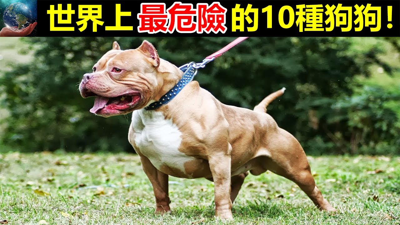 世界上最危險的10種狗狗！你知道有哪些嗎？