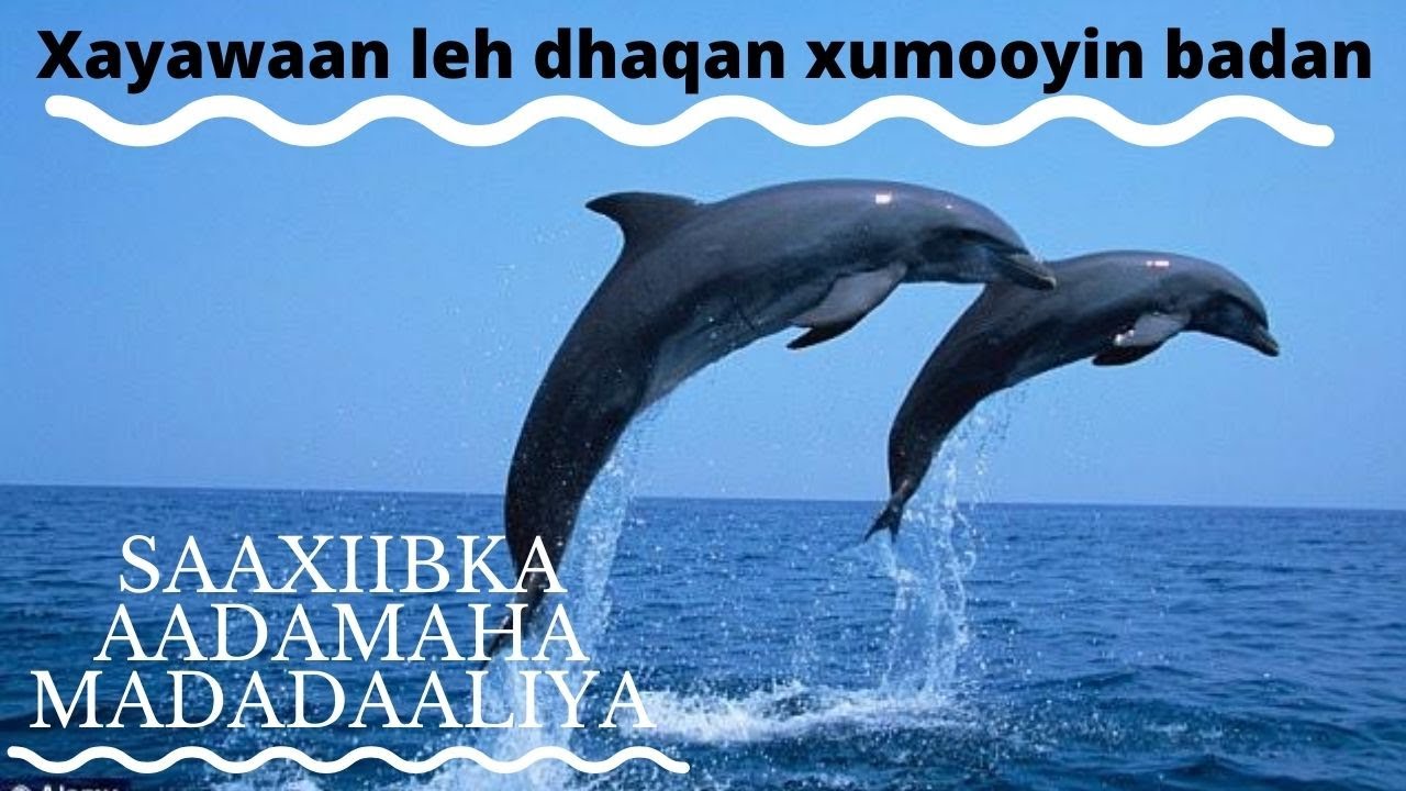 Hoombaro | Dolphin | Noole Wareeriyay Aqoonyahannada...!