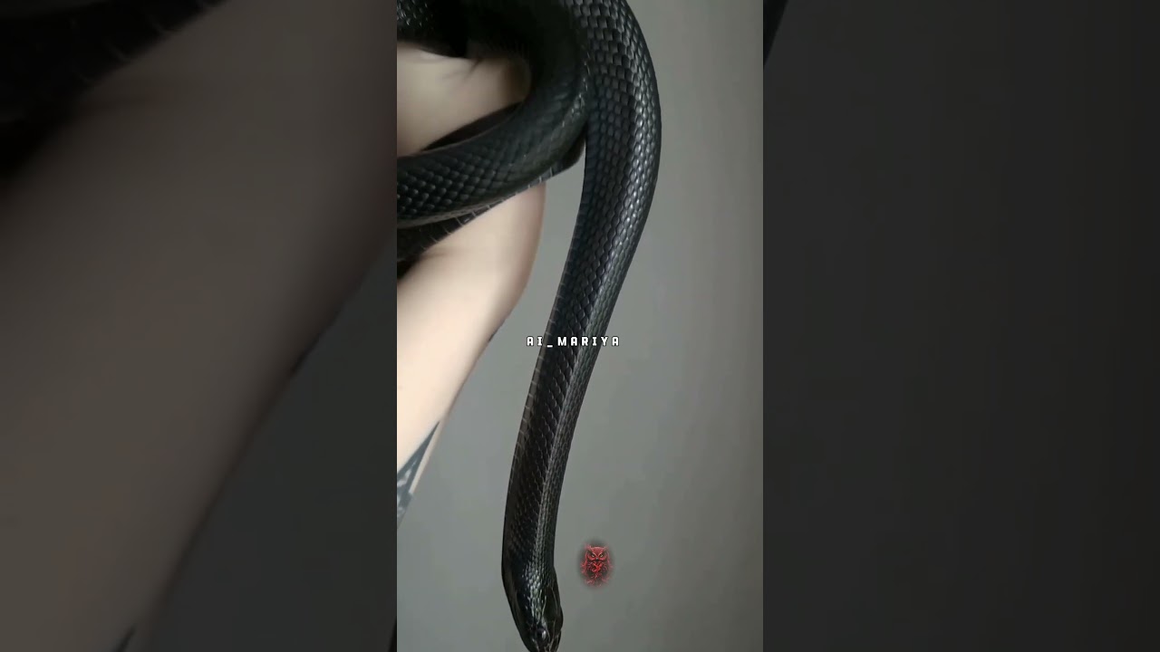 black snake🐍 
