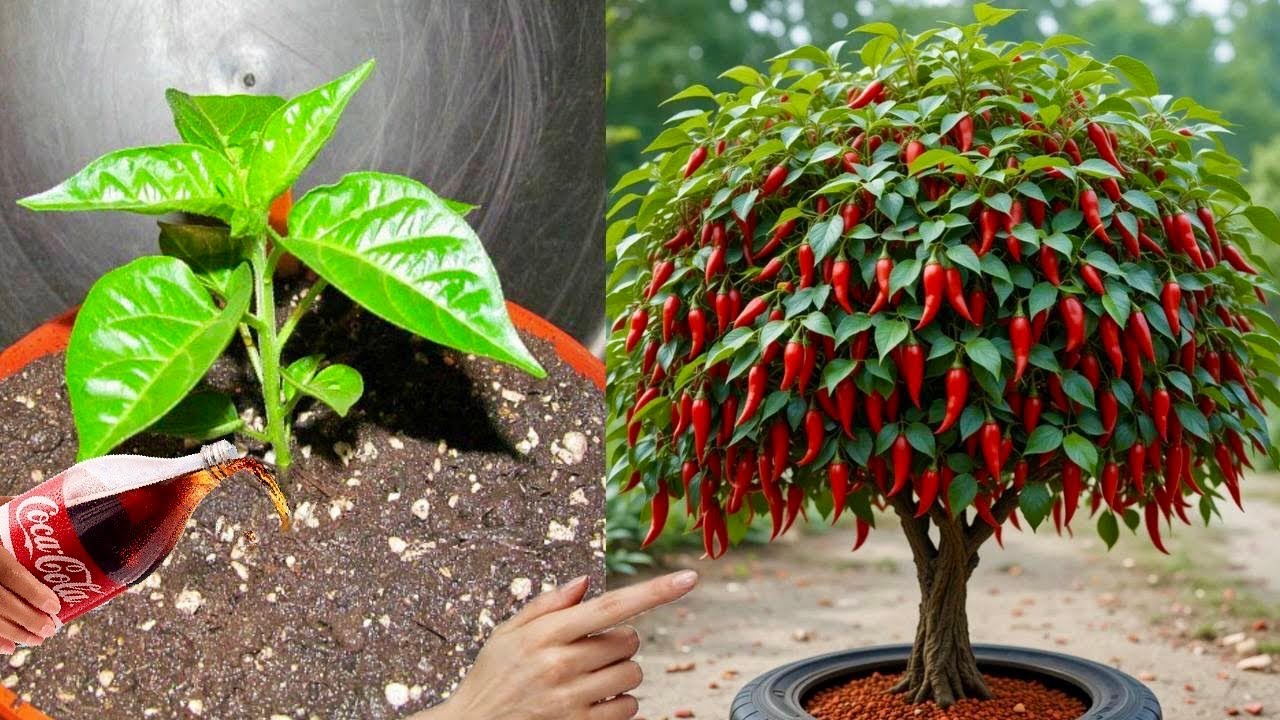 A new method of growing chili plants from chili peppers using Coca Cola to get fruits quickly