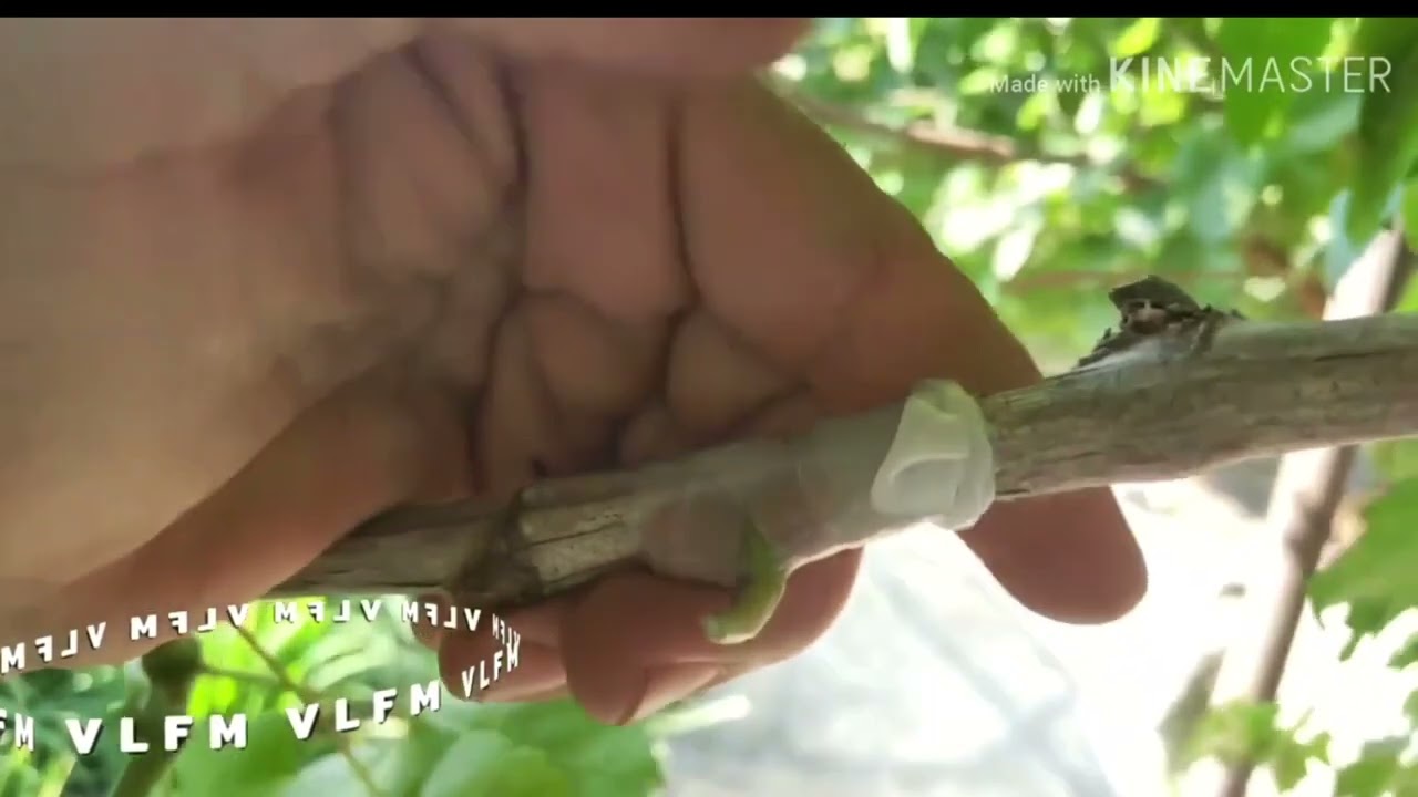 موتوربەی مێوو لە مانگی 8 هەشت دا چۆن دەکرێت؟