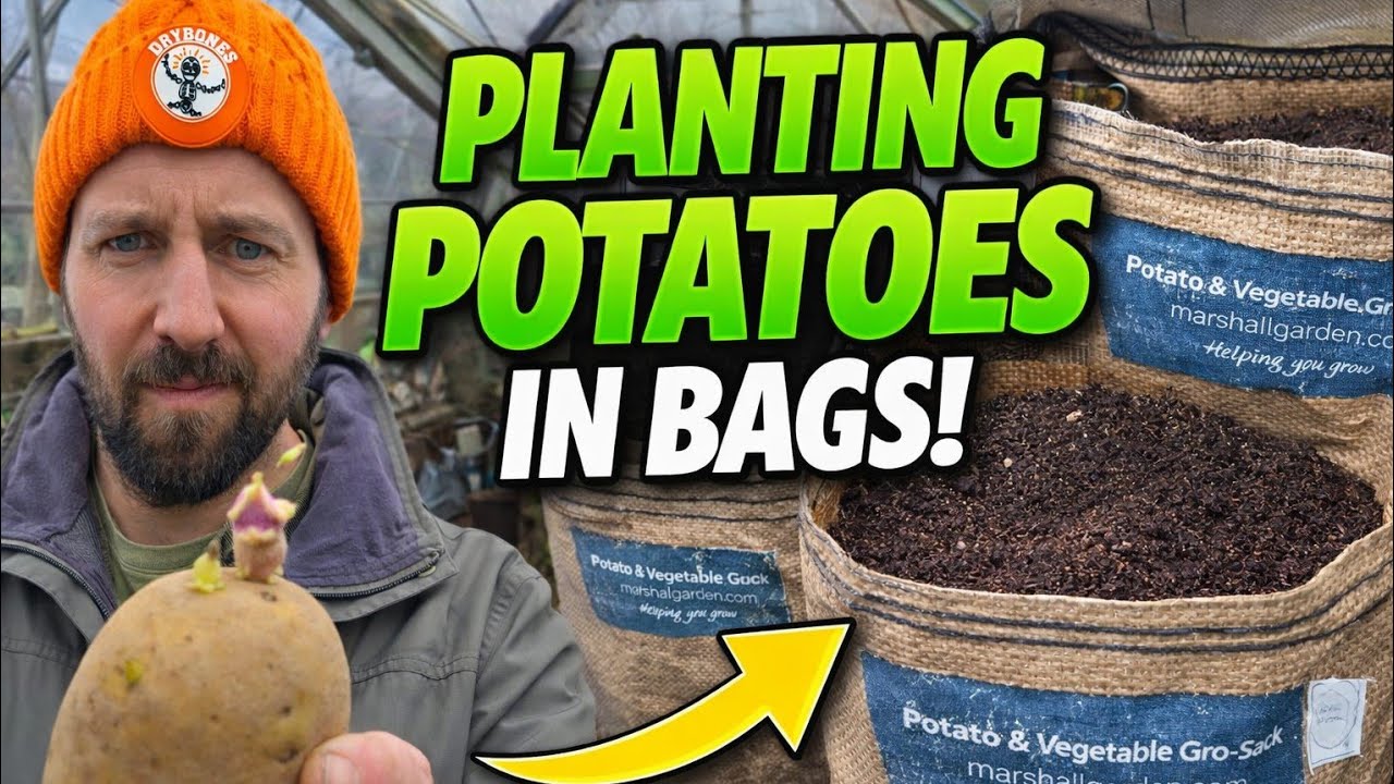 How to Plant Seed Potatoes in Bags (Easy Grow Bag Method)