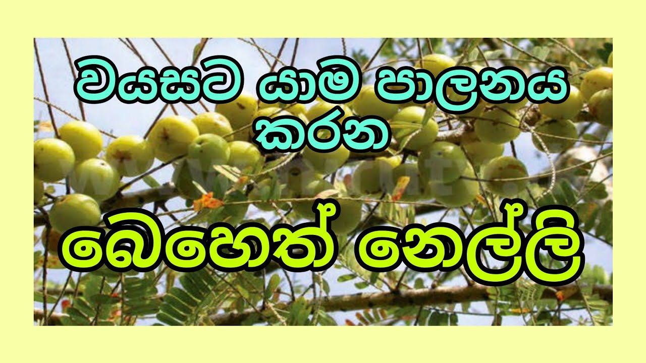 වයසට යාම පාලනය කරන බෙහෙත් නෙල්ලි /phyllanthus emblica /#sobadahama 