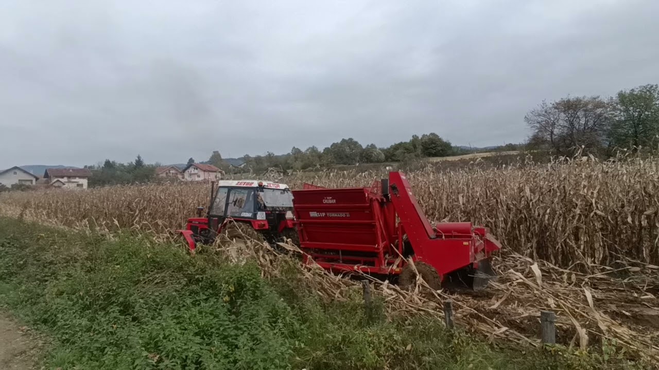 berba 2024 u blatu!! ZETOR 7745 & sip tornado 80