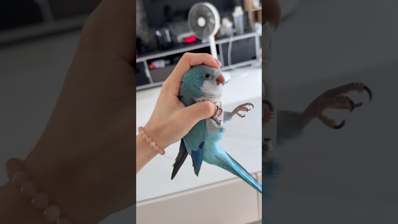 Забавный попугай. 🦜🥰 #птица #попугай #забавныеживотные #забавныепитомцы