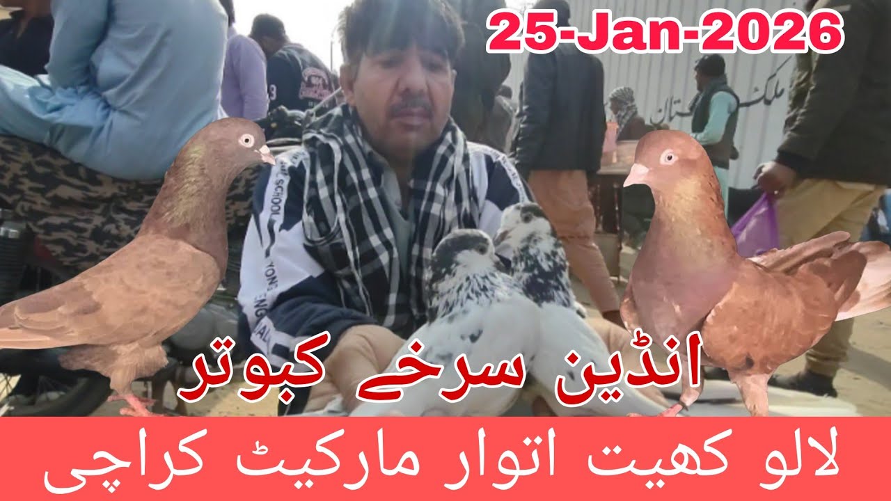Lalukhet Birds Market 25-01-2026 Latest Update | Lalukhet Birds Market Rate Today | Birds Market