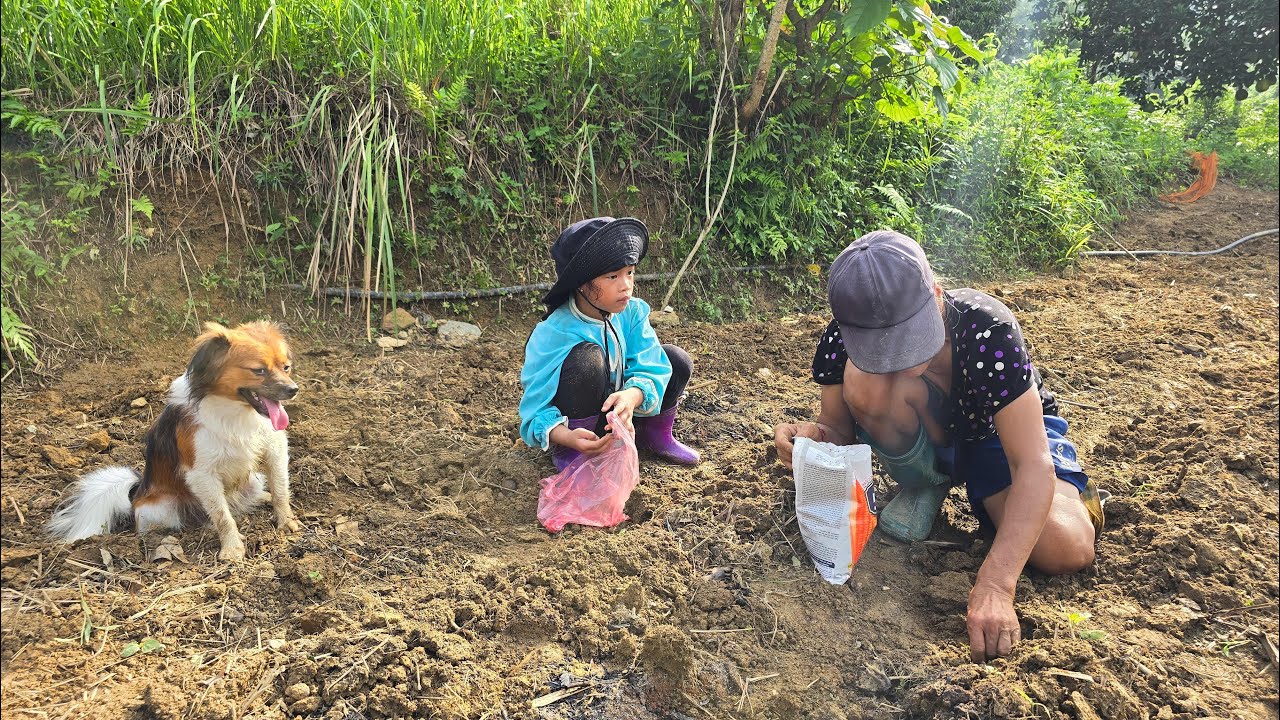 Poor girl - Help the old lady plant corn and weed the garden, go catch stream fish to cook dinner