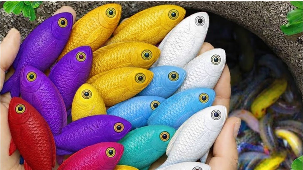 Catch beautiful aquarium fishes in small ponds like guppy, koi fish, molly, goldfish