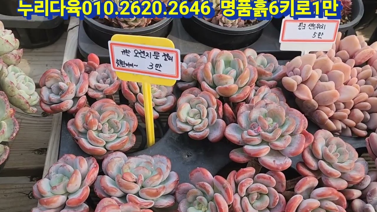 3월8일 멋진묵둥이 판매영상올립니다 귀한오렌지문입고 .8천부터 좋은다육이들가득합니다.010.2620.2646