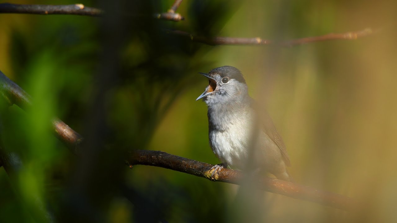 Bird sounds – Eurasian blackcap (Sylvia atricapilla)