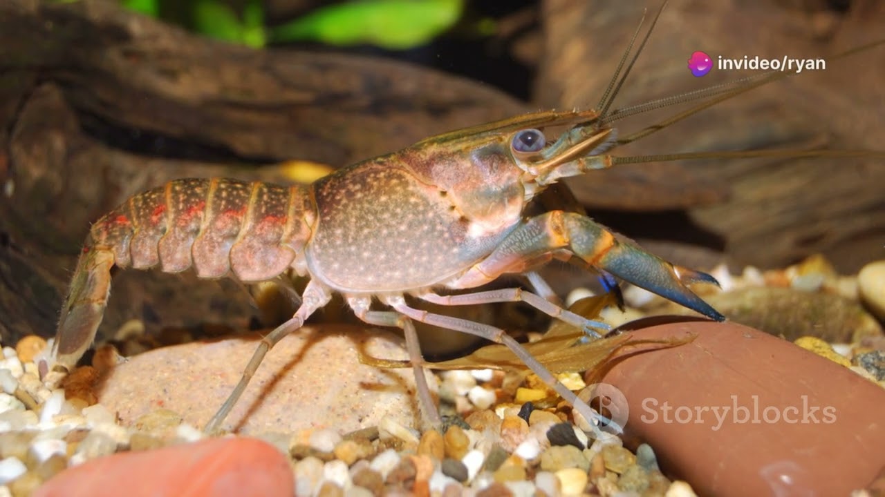 Crayfish Farming 101: How to Raise and Harvest Freshwater Crayfish for Profit!