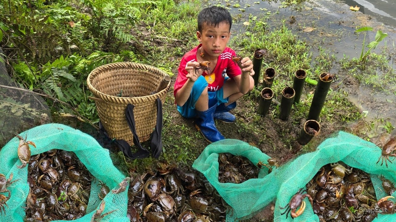 crab trap technique, Highland boy makes a crab trap using bamboo tubes to sell, Primitive crab trap