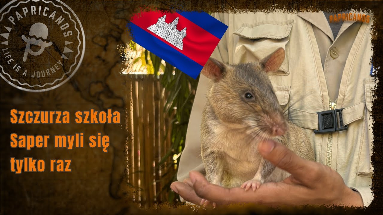 43 Kambodża | APOPO | Szczur to najlepszy saper