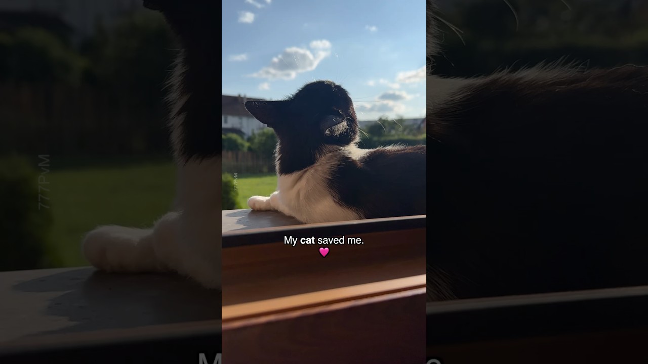 My cat saved me 🥹💕😻#shorts