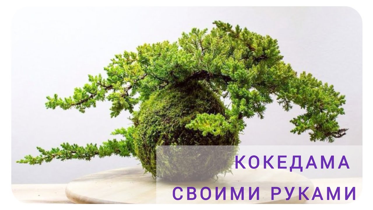 Кокедама своими руками / мастер - класс