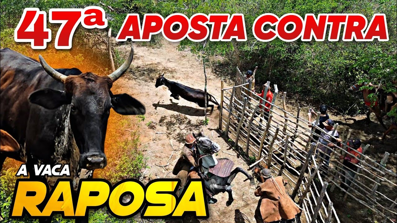 VAQUERAMA DE TRINDADE CONTRA O GADO DOS HONORATO
