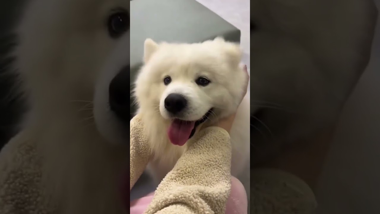 Super happy dogs can bring joy to everyone!!! 