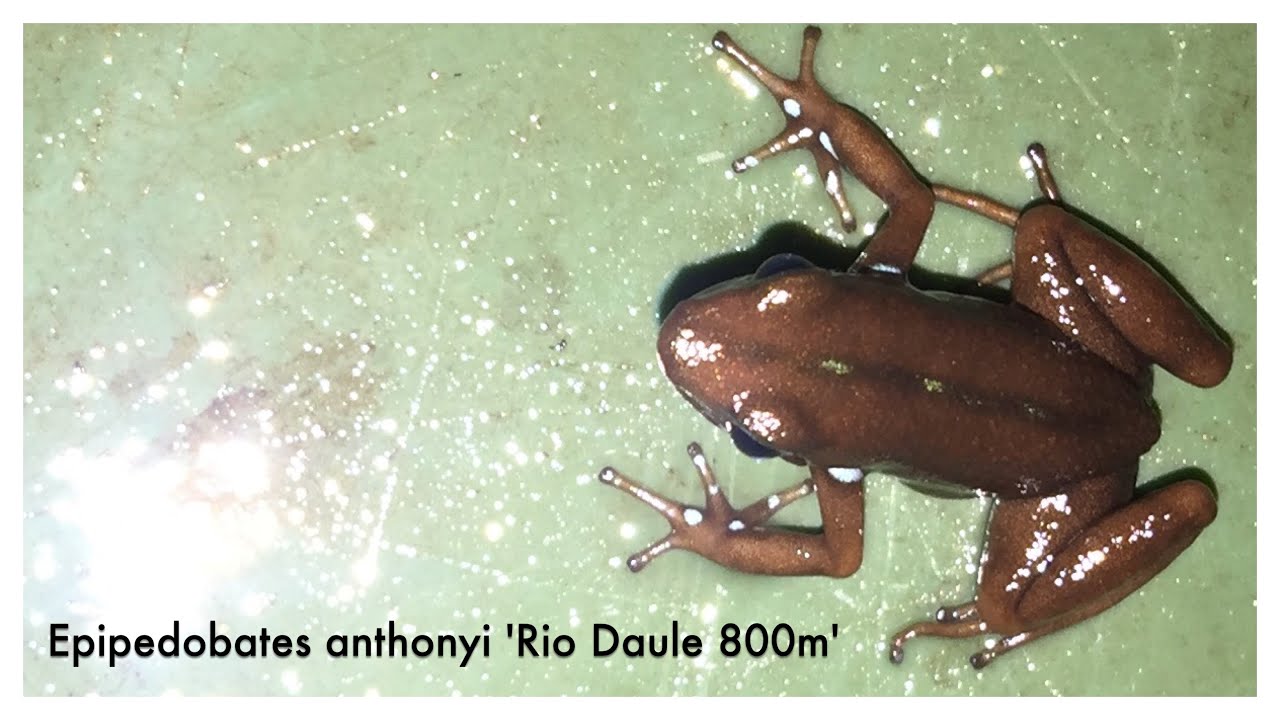 Epipedobates anthonyi 'Rio Daule'