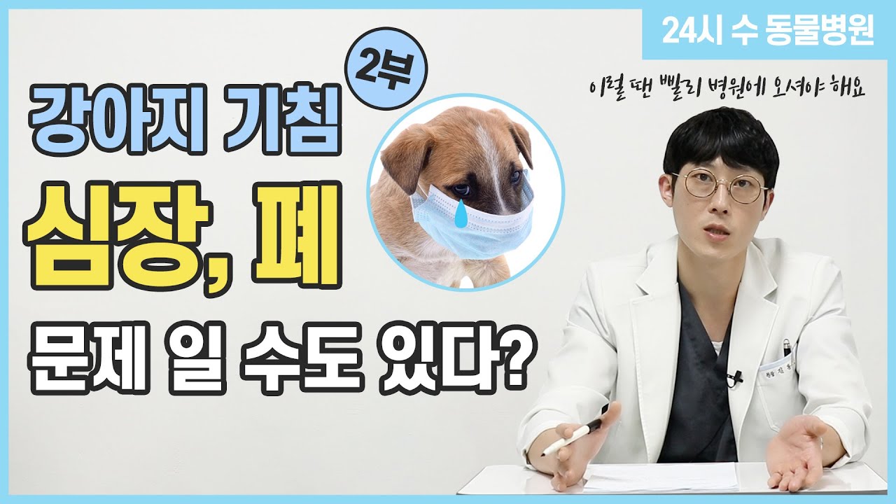 강아지 기침증상 2부 - 심장, 폐 문제라고? [24시수동물병원]