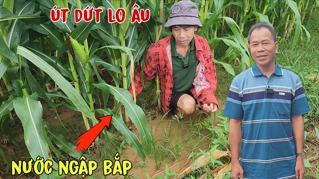 Nổi lo &Uacute;t Dứt đ&aacute;m bắp nước ngập, anh Cường vui vẻ căn nh&agrave; lộng lẫy/Đạt Đồng Th&aacute;p