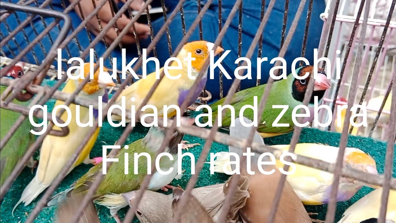 Gouldian and zebra Finch rates of lalukhet Karachi