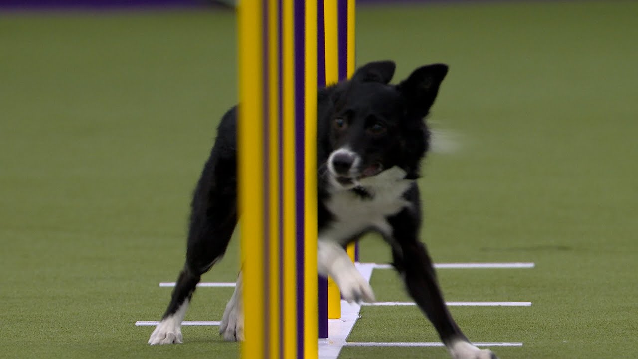 Vanish the Border Collie wins the 16