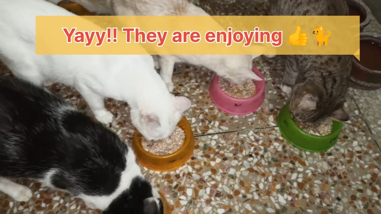 Cooking for Kitties: Homemade Cat Food  - How to Make Cheap Homemade Cat Food