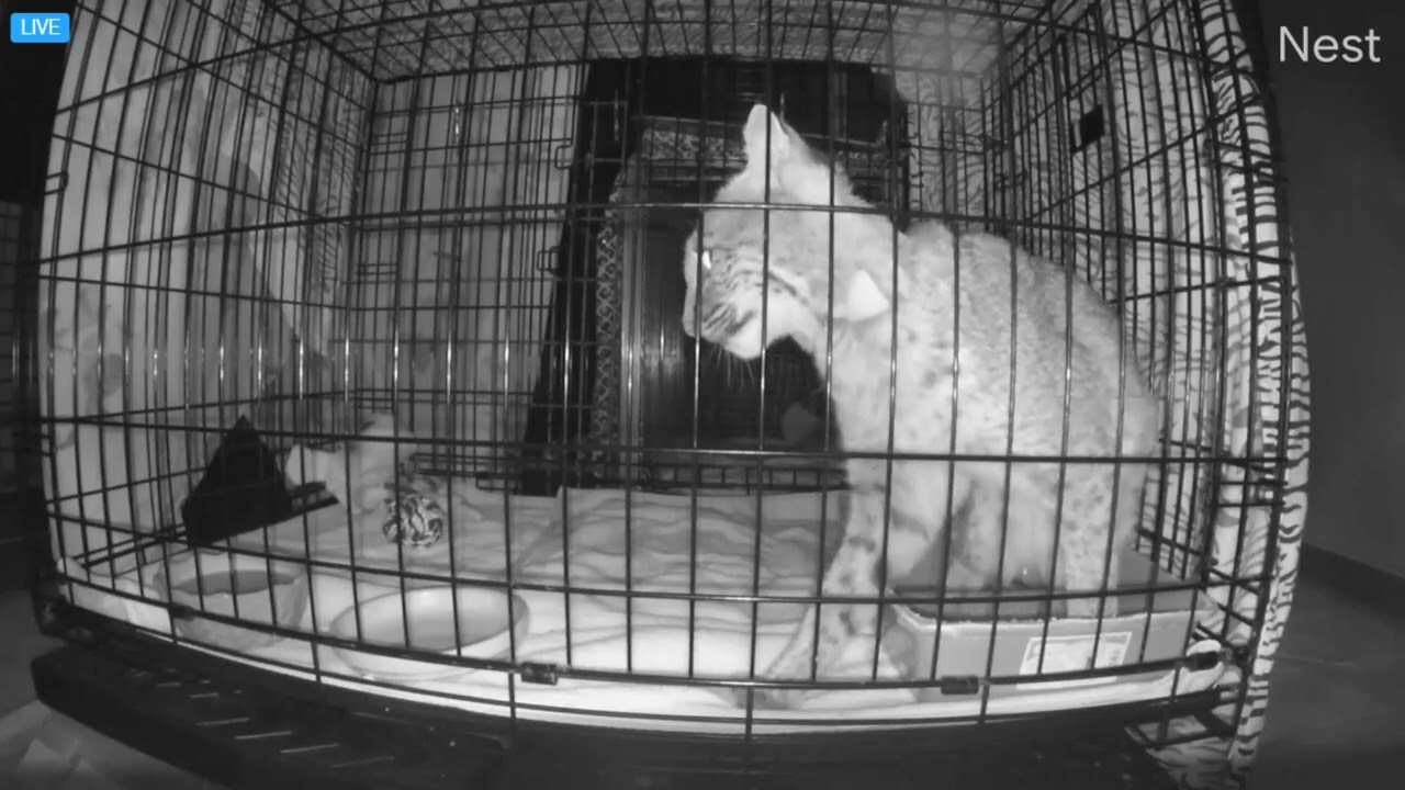 Litterbox 101 for wild bobcats.  Winter rehab bobcat at Big Cat Rescue.