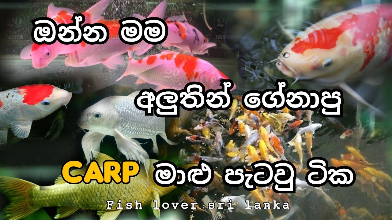 අලුතින් ගෙනාපු carp මාළු පැටව් ටික | carp fish | carp fish sinhala