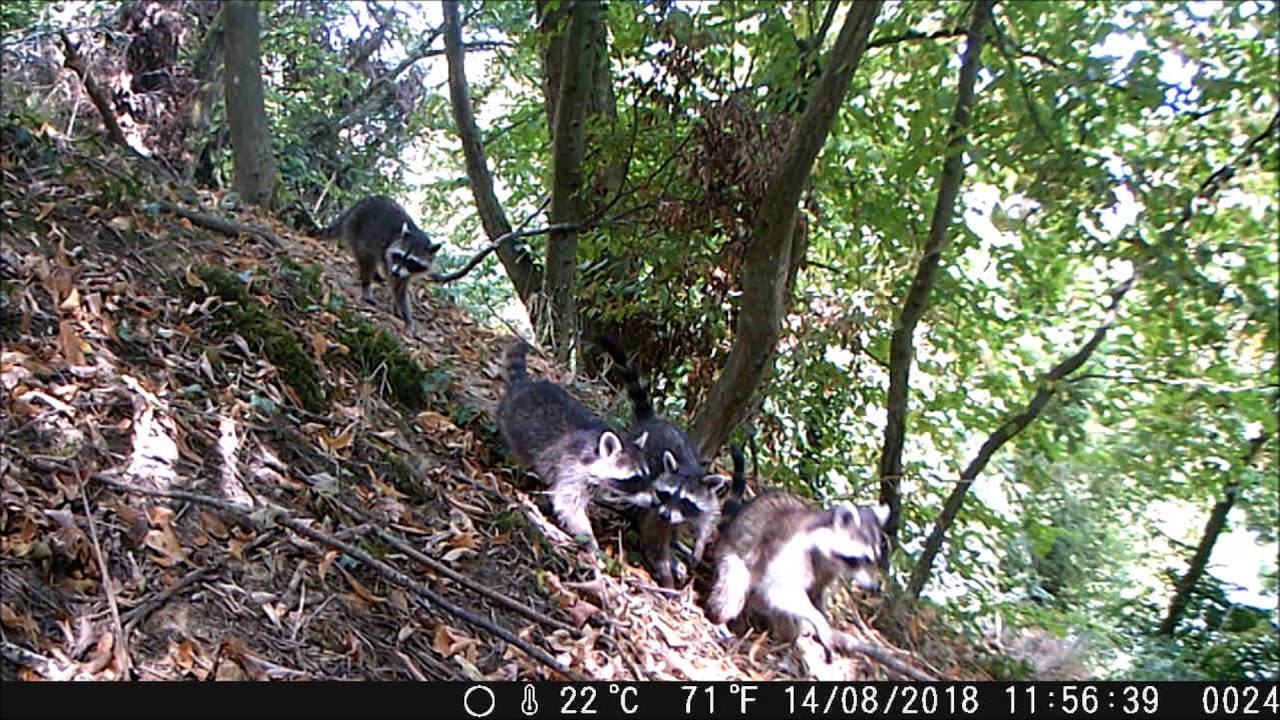 Best Of Wildtierkamera Aufnahmen