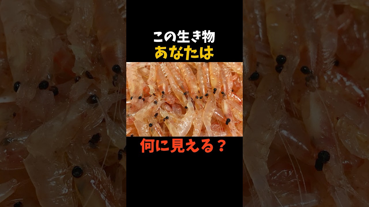 オキアミの衝撃すぎる真実！😱　