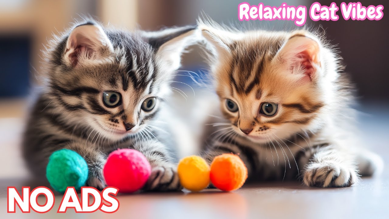 12 часов успокаивающей музыки для кошек 🐾 Расслабление, снятие стресса, глубокое спокойствие 💙 Без