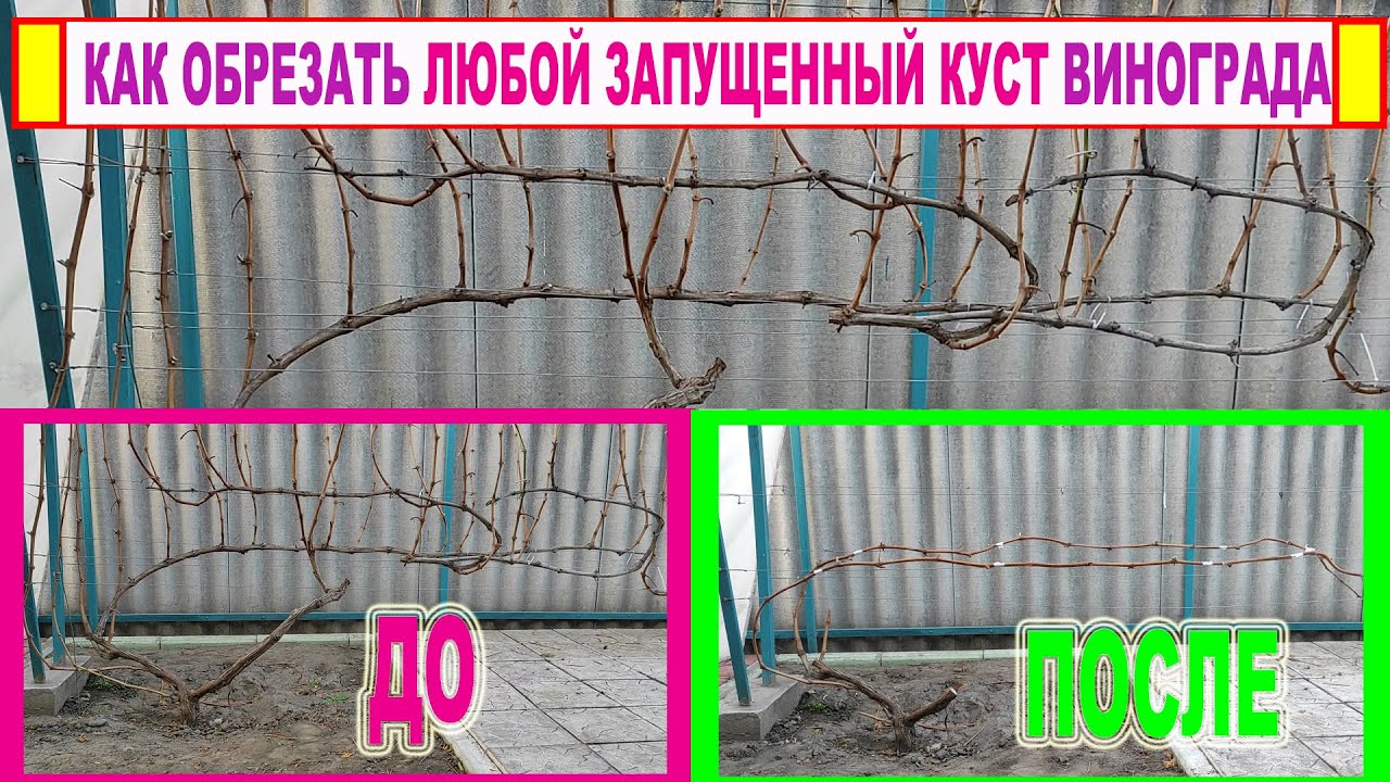 🍇 Как ОБРЕЗАТЬ ЛЮБОЙ  ЗАПУЩЕННЫЙ куст винограда. Просто повторите ЭТОТ ПРОСТОЙ прием! Переформировка