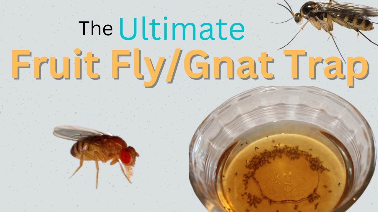 How To Make a Fruit Fly/Gnat Trap