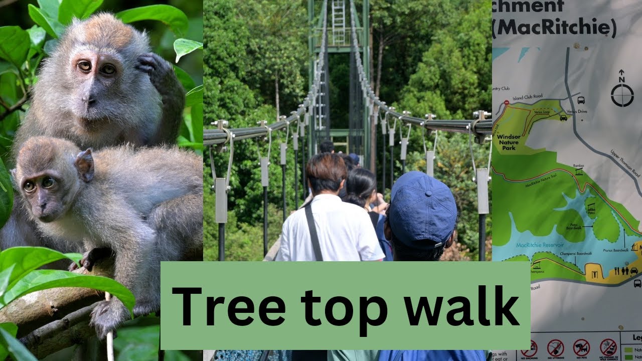 Tree top walk, Singapore | Nikon Z30 #singapore #nikonz30