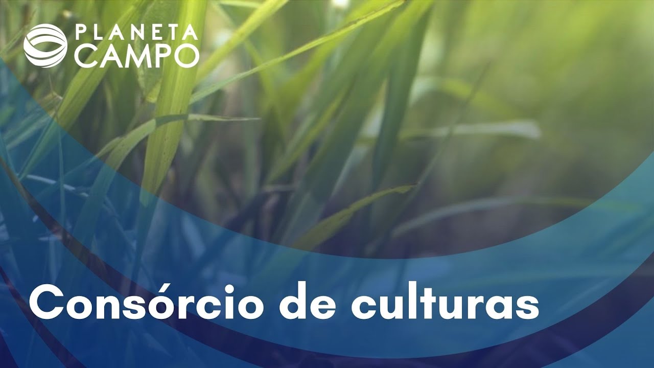Capim Aruana é opção à Brachiaria em sistemas integrados de produção