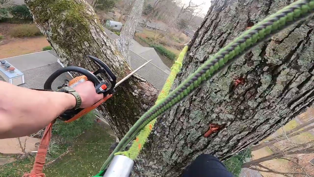 Carabiner Snaps in my face! #arborist #danger #tree #trending 
