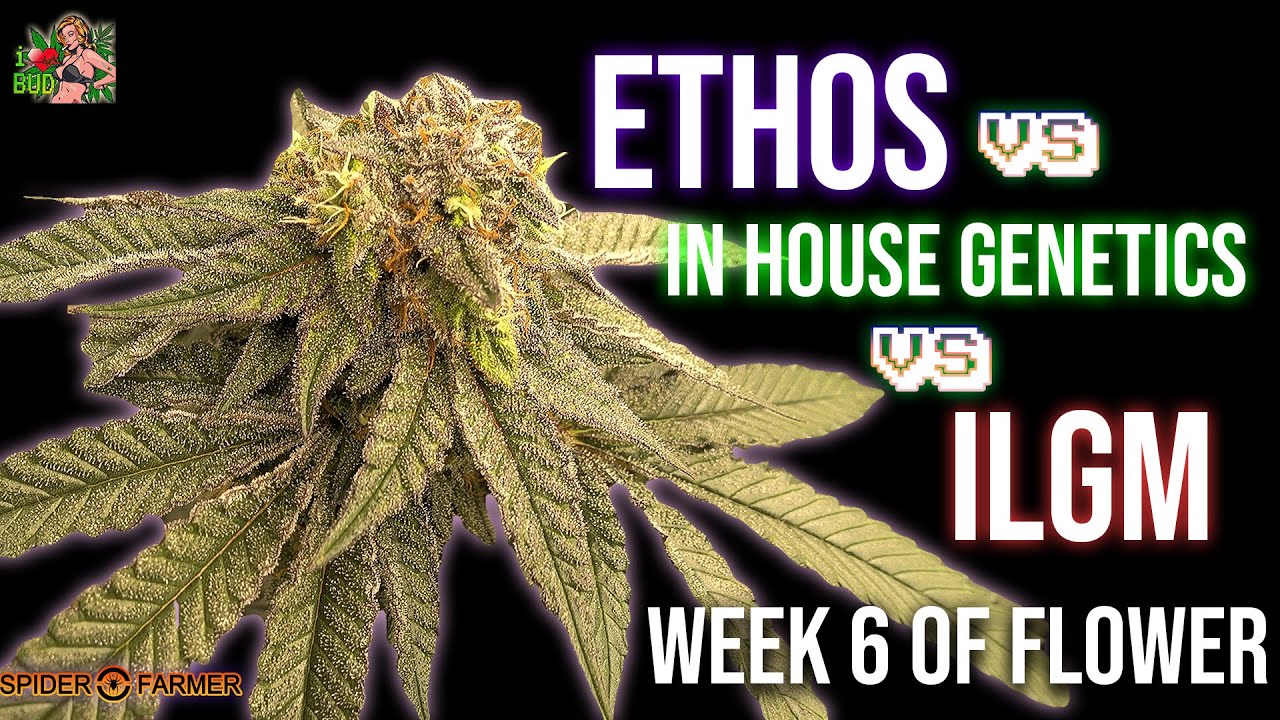 Week 6 Of Flower Ethos Vs ILGM Vs IN HOUSE GENETICS
