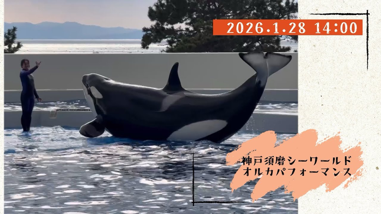 神戸須磨シーワールド　オルカパフォーマンス　2026.1.28 14:00