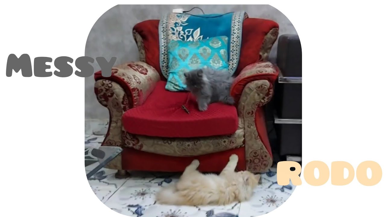 Messy and Rodo #kitten 