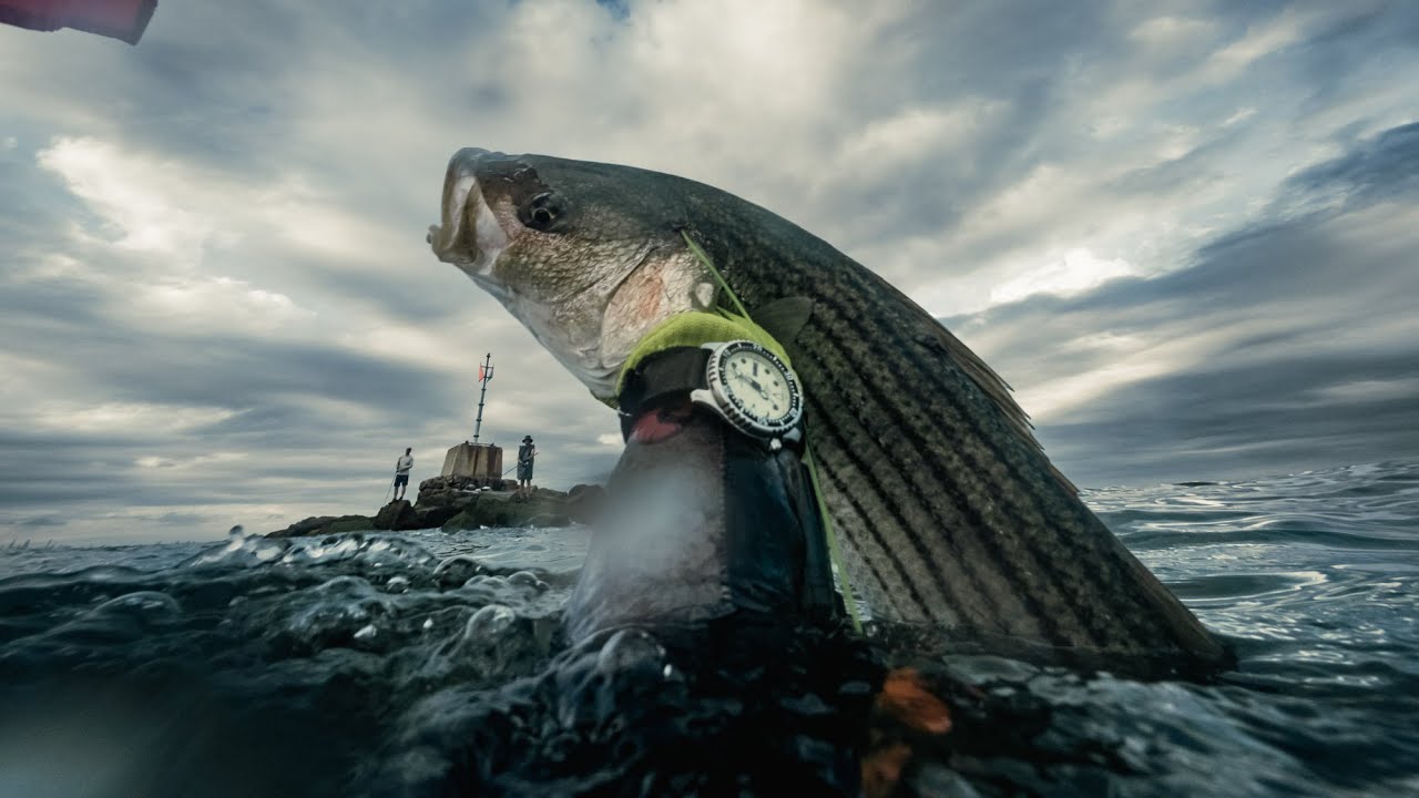 Spearfishing New York. Striper stone shot