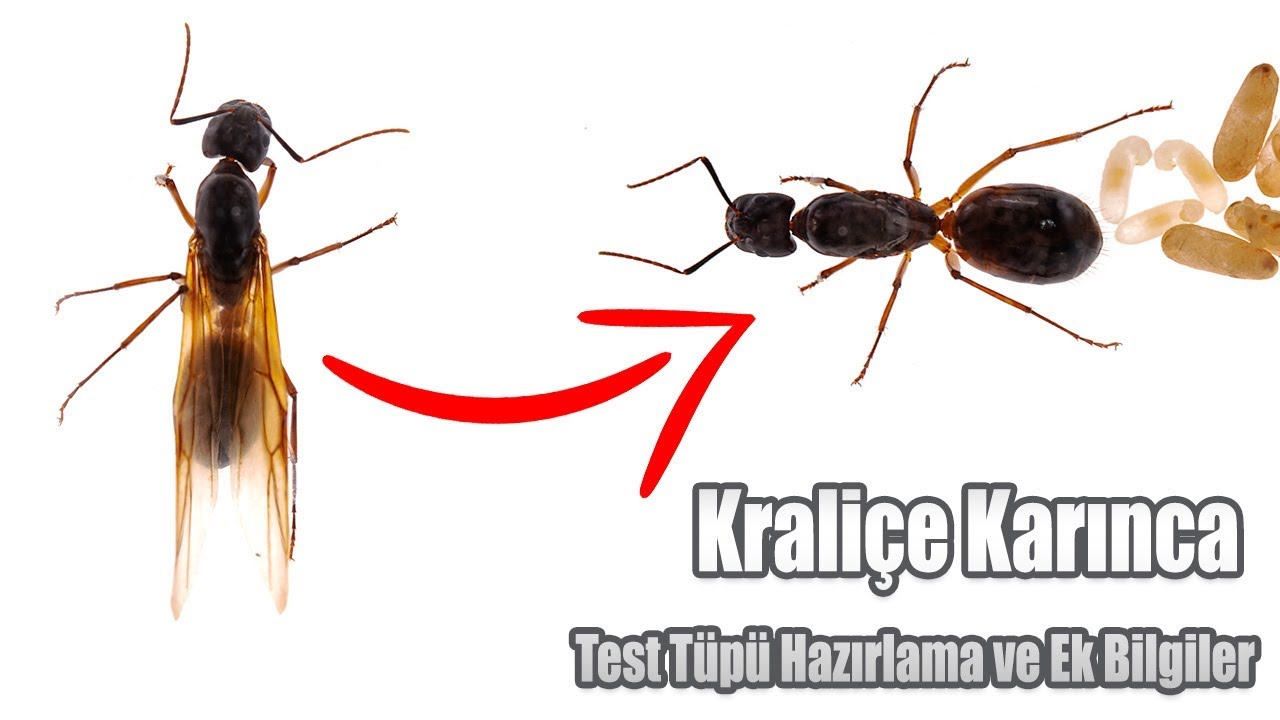 Kraliçe Karınca Bulduğunuzda..