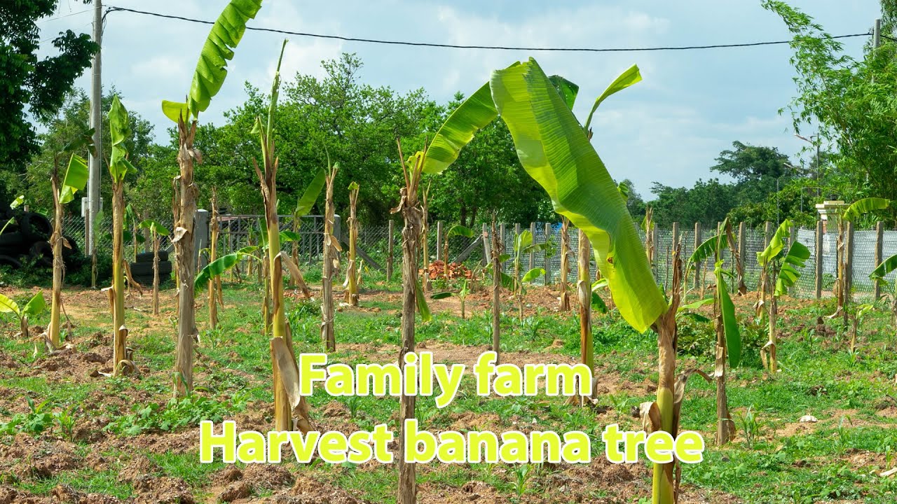 How to harvesting banana tree | Family Farm | Pou Mao Farm