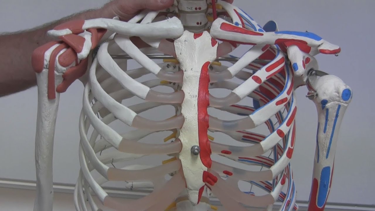 The Bony Thorax and Ribs