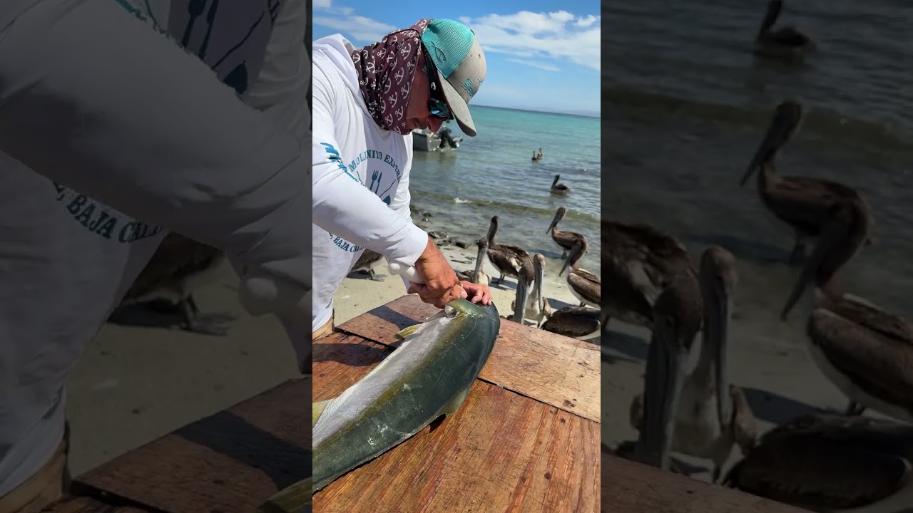 Como FILETEAR un JUREL de Castilla🐟