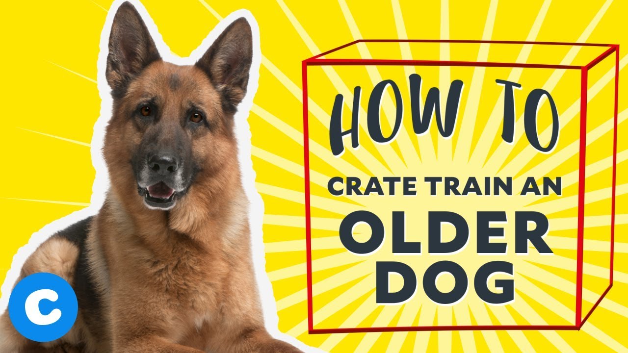 How to Crate Train an Older Dog | Chewy