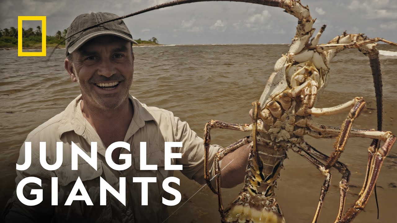 The Daunting Challenge | Last of the Giants: Wild Fish | National Geographic UK