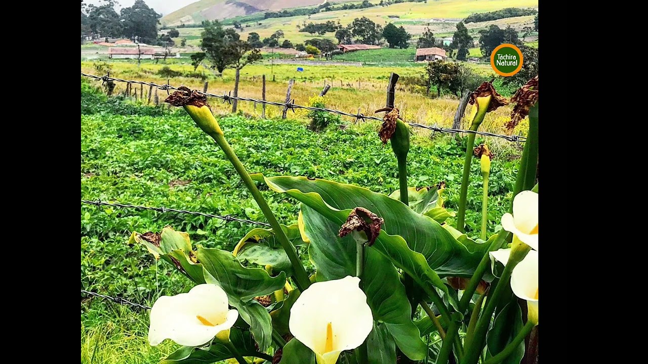 P&aacute;ramos andinos. T&aacute;chira. Venezuela 🇻🇪