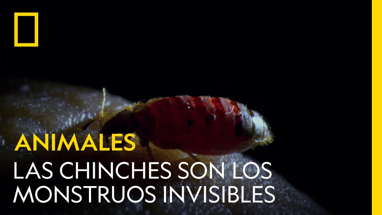 Chinches, los monstruos invisibles que nos comen vivos | NATIONAL GEOGRAPHIC ESPA&Ntilde;A