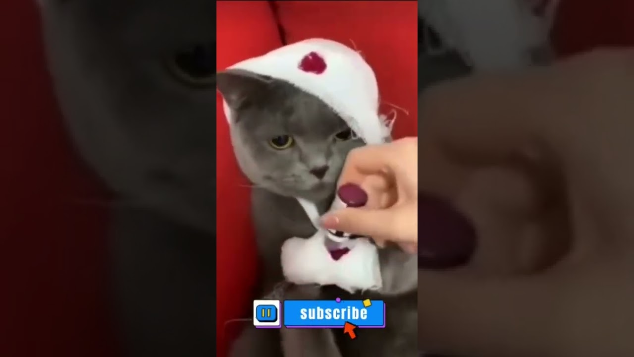 amazing #baby#cats#injured   #Shorts #minecraft #fortnite#subscribe #tiktok#майнкрафт #fyp #trending